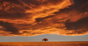 ¡Oh, libertad preciosa, / que oro de la tierra / es precio vil para poderte comprar! - Lope de Veg