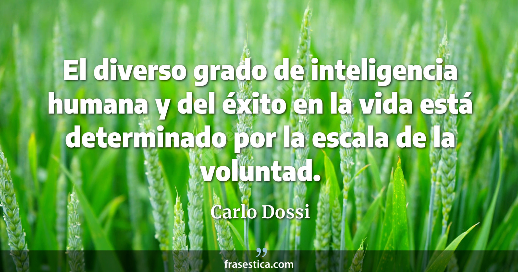 El diverso grado de inteligencia humana y del éxito en la vida está determinado por la escala de la voluntad. - Carlo Dossi