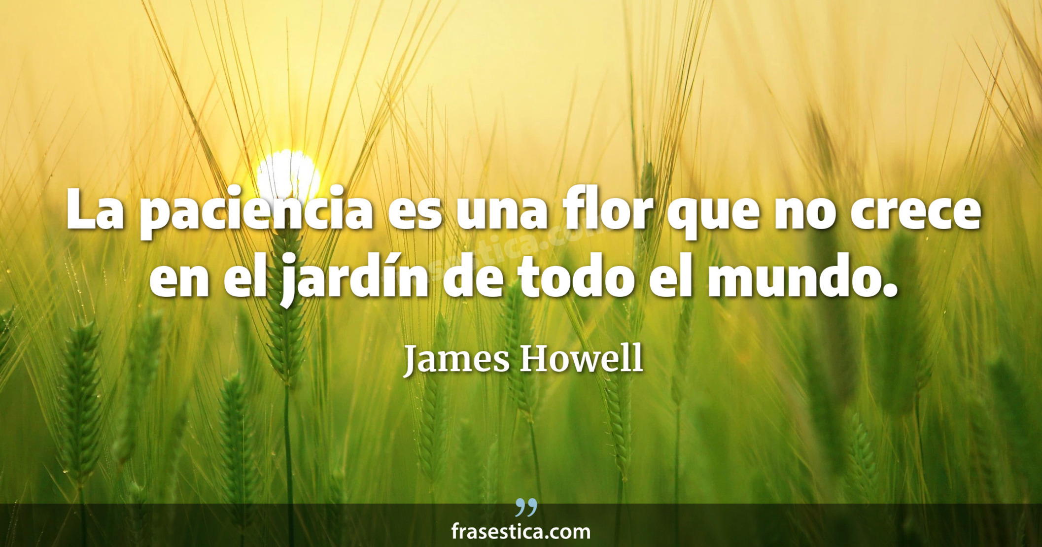 La paciencia es una flor que no crece en el jardín de todo el mundo. - James Howell