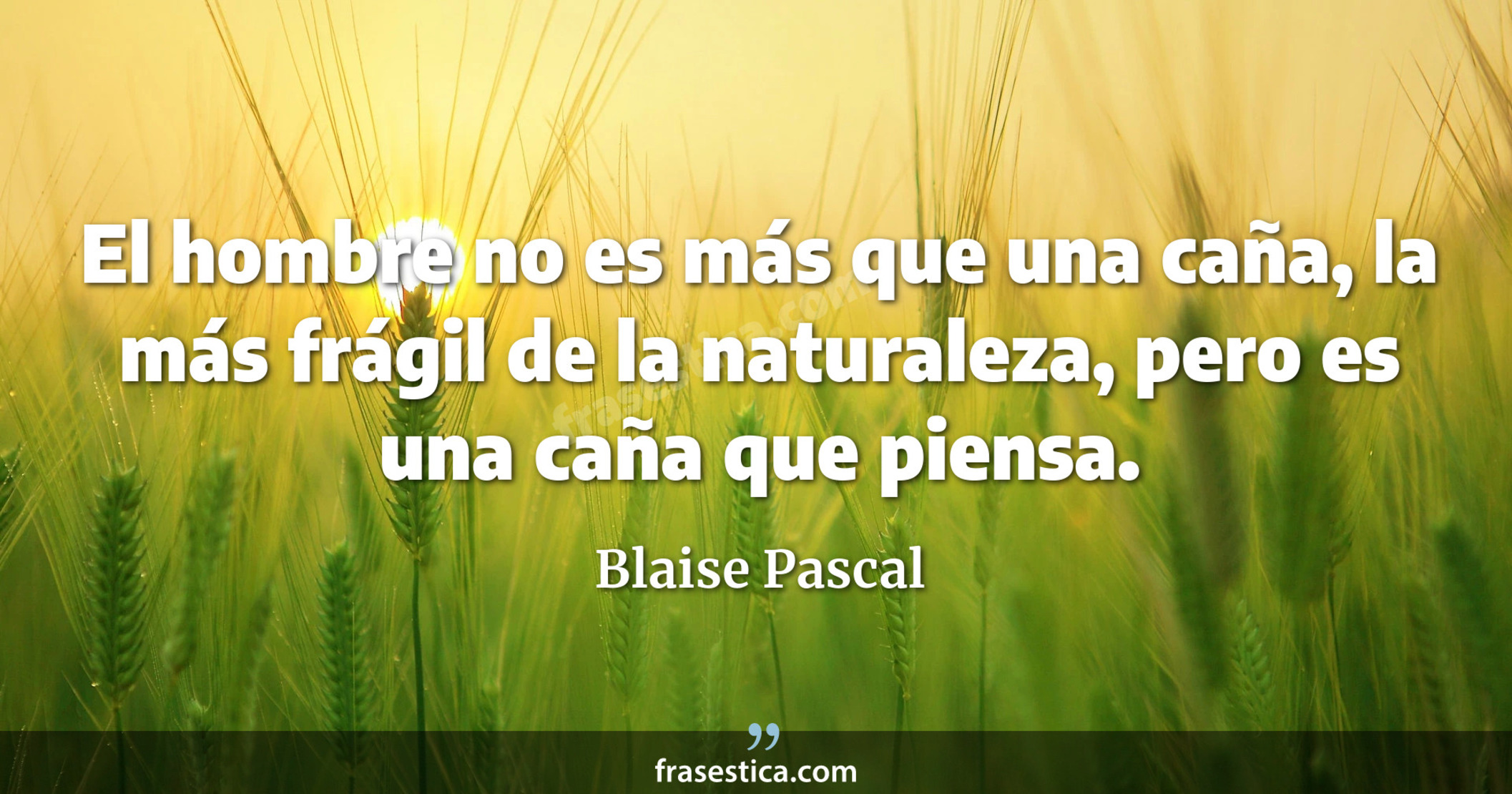 El hombre no es más que una caña, la más frágil de la naturaleza, pero es una caña que piensa. - Blaise Pascal
