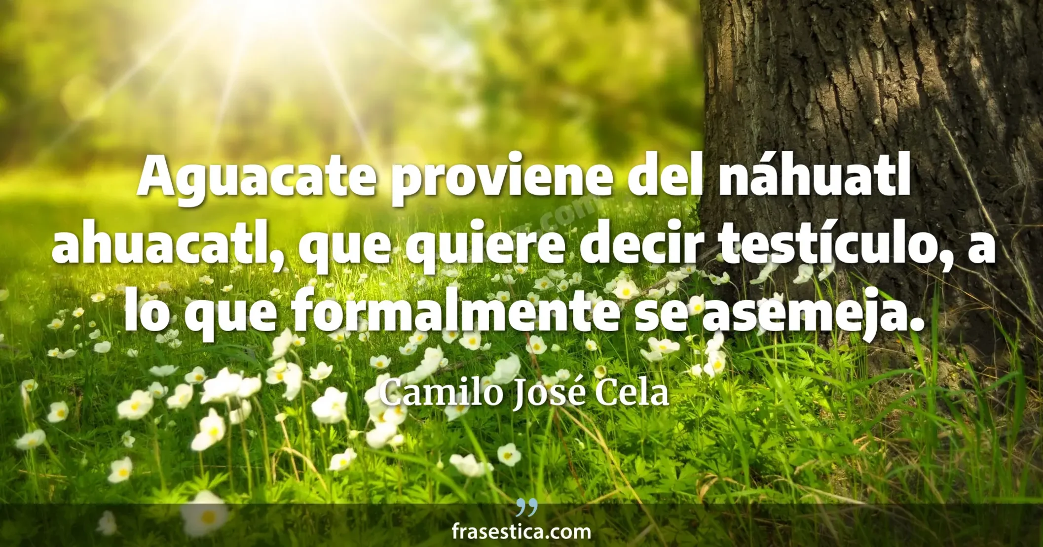 Aguacate proviene del náhuatl ahuacatl, que quiere decir testículo, a lo que formalmente se asemeja. - Camilo José Cela