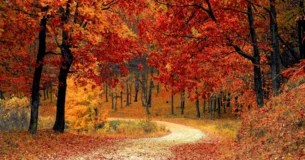Yo he llorado, cuando tuve conciencia de mi amor hacia ti, por no haberte querido toda la vida. - Antonio Machado