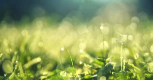 Ama y haz lo que quieras. Si callas, callarás con amor; si gritas, gritarás con amor; si corriges, corregirás con amor; si perdonas, perdonarás con amor. Si tienes el amor arraigado en ti, ninguna otra cosa sino amor serán tus frutos. - San Agustín de Hipona