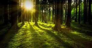 El sol y la muerte no se pueden mirar fijamente. Pero si el sol puede mirarse a través de un vidrio ahumado, la muerte puede mirarse sin parpadear, a trevés de la idea de Dios. - Pierre Reverdy