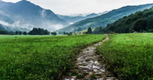 La cuestión no es ser cautivo. La cuestión es no rendirse. - Nazim Hikmet