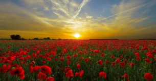 La felicidad consiste en tener buena salud y mala memoria. - Edwige Feuillère