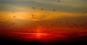 Tenemos solamente la felicidad que hemos dado. - Édouard Pailleron