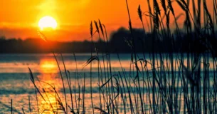 El genio es la facultad por la cual la naturaleza da reglas al arte. - Immanuel Kant