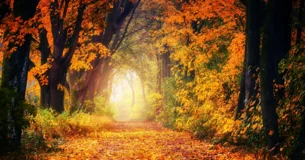 Juez de todas las cosas; imbécil lombriz de tierra, depositario de la verdad; montón de dudas; gloria y desperdicio del universo. - Balise Pascal