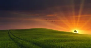 Hojas del árbol caídas, juguetes de viento son, las ilusiones perdidas, hojas son ¡ay! desprendidas del árbol del corazón. - José de Espronceda