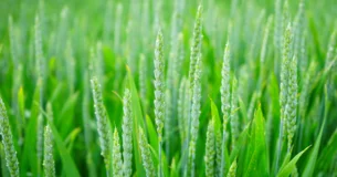 El justo y el injusto no son producto de la naturaleza, sino de la ley. - Arquelo
