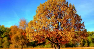 Bienaventurado el mortal que no pierde un momento de la vida fugitiva en recordar el pasado. - Henry David Thoreau
