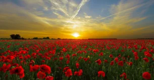 No existe el placer allí donde existe más que él. - Gilbert Keith Chesterton
