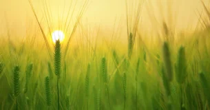 Cada uno de nosotros es un desierto. - François Mauriac